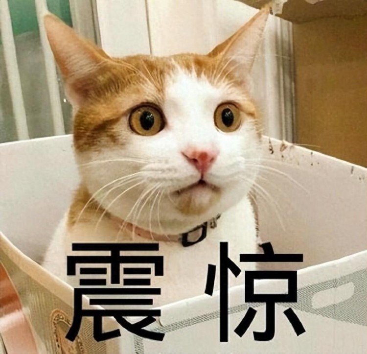 这8件事不要做会让猫咪失望否则后悔都来不及