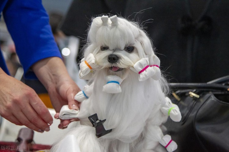 犬界中体味轻的六种狗狗雪纳瑞上榜有你家汪吗