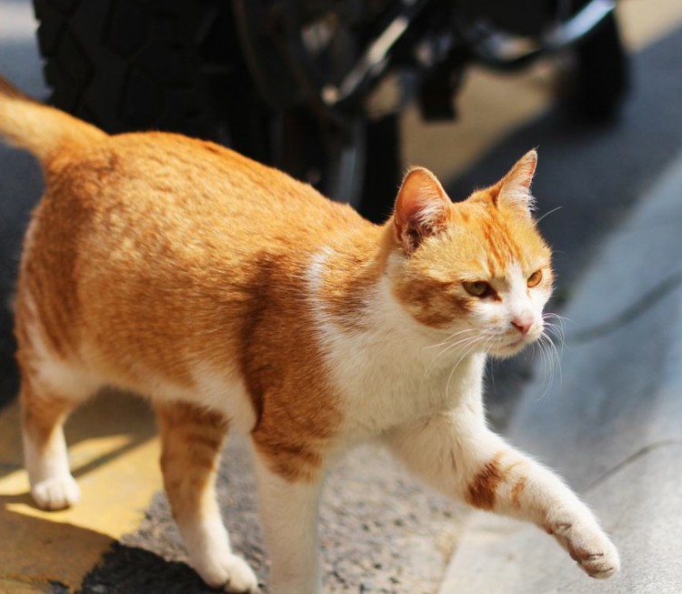 收养一只流浪猫是怎样的体验铲屎官：乖巧懂事会撒娇像只假猫