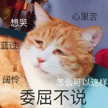 猫咪会怎样欢迎铲屎官回家呢