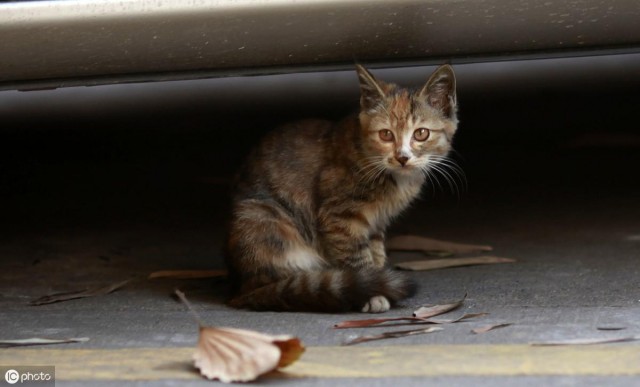 想收养一只流浪猫千万不要一时冲动做完这几件事后再带它回家