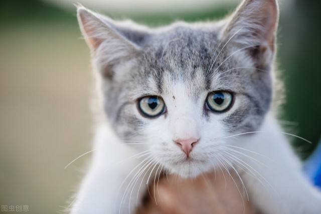 面对坏脾气的猫咪我们应该怎么办