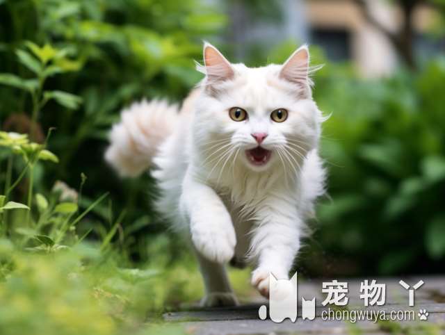 上海萌咪宠物生活馆：猫舍活体售卖，为何如此受欢迎？