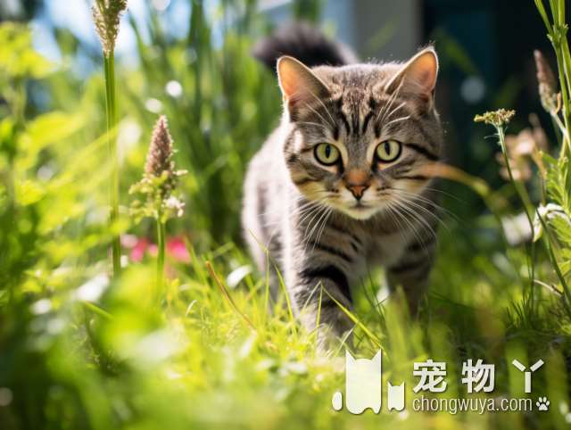 猫狗精品店，狗狗猫咪都找到了你家了吗?